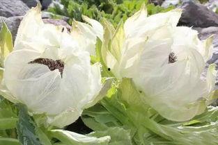 爆料雪莲的视频,视频爆料背后的惊人真相 第2张 爆料雪莲的视频,视频爆料背后的惊人真相 第2张